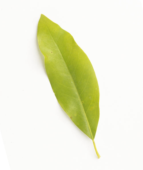 Sweetbay Magnolia elongated almond-shaped light green leaf on a white background