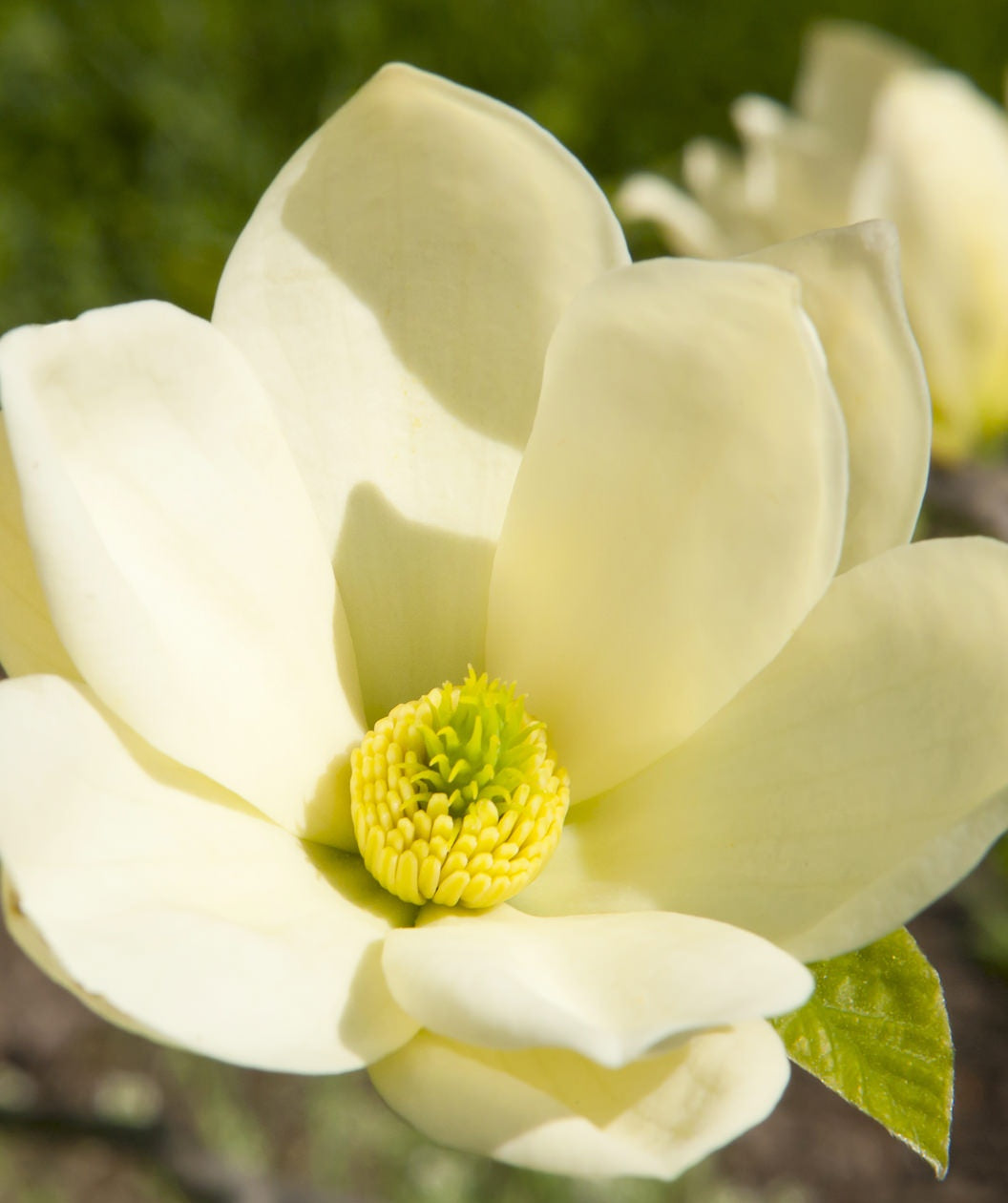 A closeup of the Sweetbay Magnolia creamy white flower with yellow stamens
