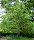 The Sweetbay Magnolia planted in a landscape, limbed up to expose to trunks of the tree abundant with green spring foliage 