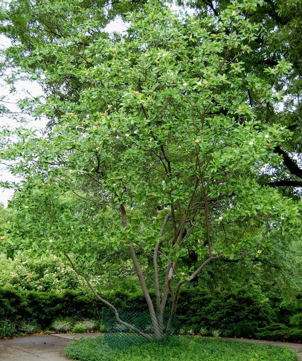 The Sweetbay Magnolia planted in a landscape, limbed up to expose to trunks of the tree abundant with green spring foliage 