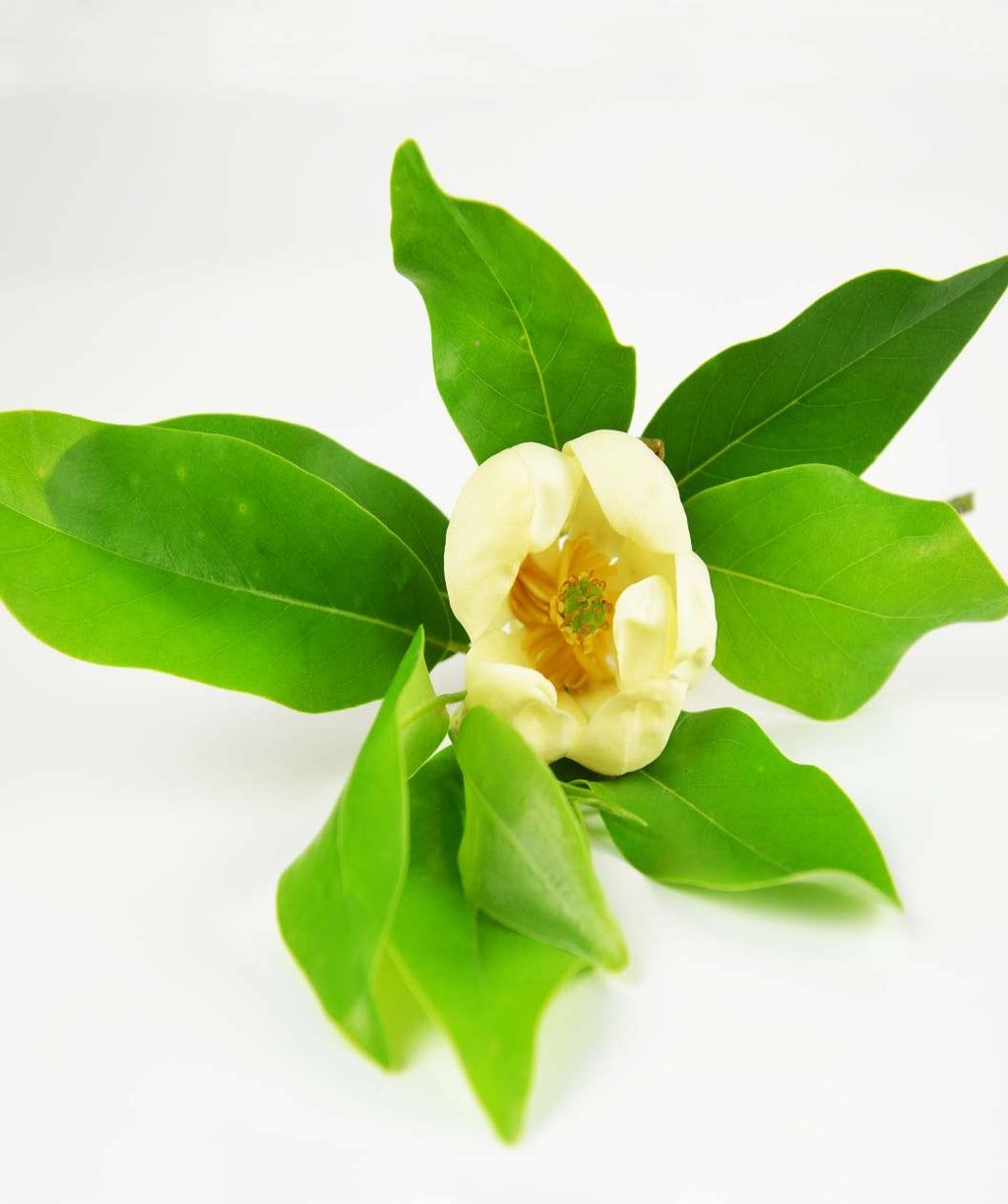 Sweetbay Magnolia creamy white flower beginning to open with glossy green elongated leaves