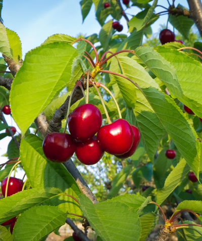 Close up of Sweetheart Sweet Cherry, several small round red cherries growing on a tree with green conical shaped foliage