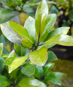 Swing Low Distylium closeup of the glossy deep green elongated leaves