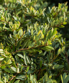 Swing Low Distylium closeup of the deep green foliage of the shrub