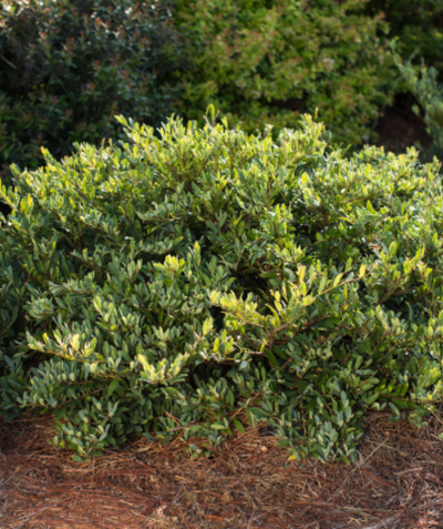Swing Low Distylium shrub with deep green foliage planted in a garden bed