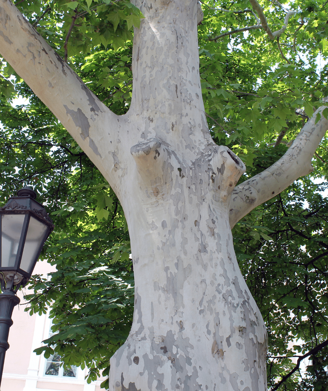 A closeup shot of the bark on a Exclamation London Planetree (Sycamore) with its interestingly smooth textured bark of light tan, grey, and light brown colors.
