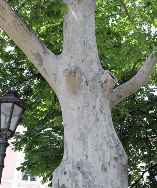 A closeup shot of the bark on a Exclamation London Planetree (Sycamore) with its interestingly smooth textured bark of light tan, grey, and light brown colors.