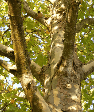 A closeup shot of the bark on a Exclamation London Planetree (Sycamore) with its interestingly smooth textured bark of light tan, grey, and light brown colors.