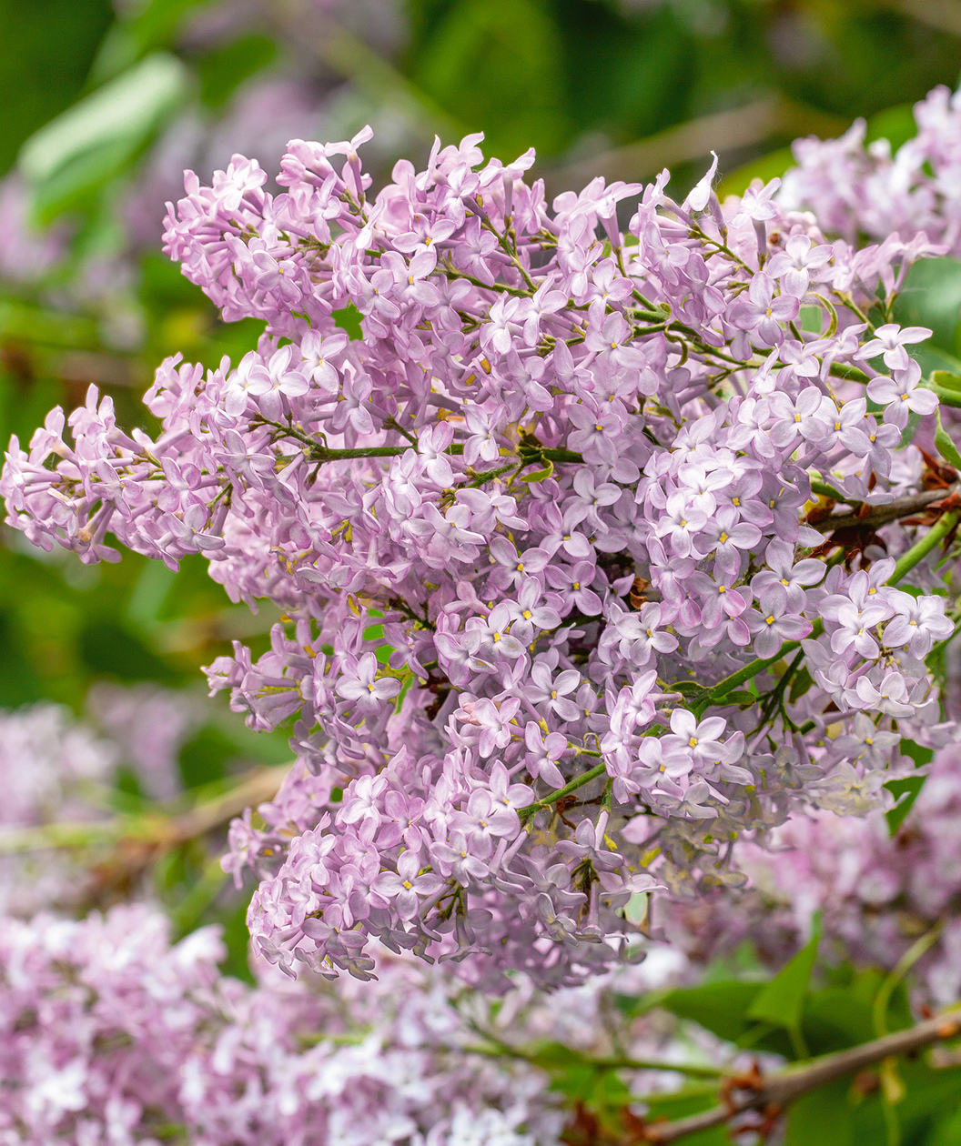 lavender vs lilac plant New Age Lavender Lilac