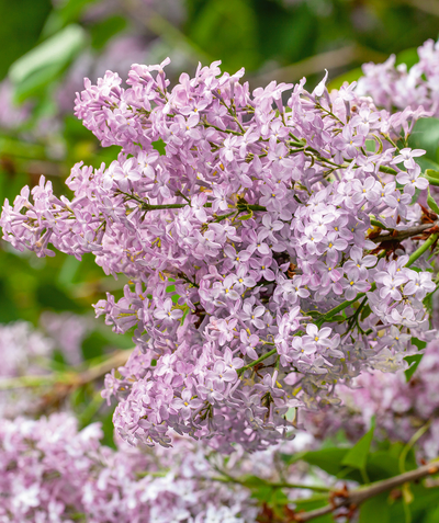 New Age Lavender Lilac closeup of light purple four-petalled flower clusters