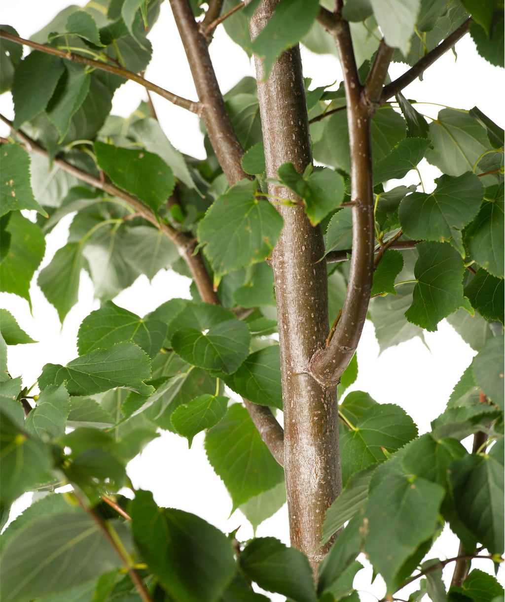 Close up of Greenspire Littleleaf Linden bark and leaves, dark green rounded leaves that come to a point with serrated edges growing from green brown colored branches with white speckles