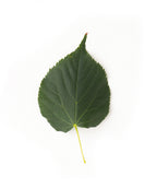 Greenspire Littleleaf Linden leaf on white, dark green rounded leaf that comes to a point with serrated edges