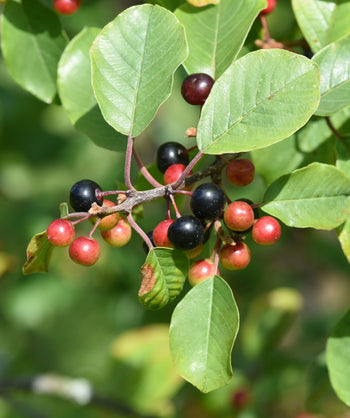 Close up of Tallhedge Buckthorn foliage and berries, small round red and black colored berries emerging from rounded green foliage