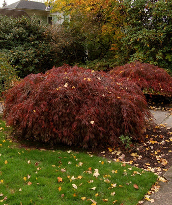 Tamukeyama Threadleaf Japanese Maple planted in the corner of a landscape showcasing the weeping canopy of red leaves