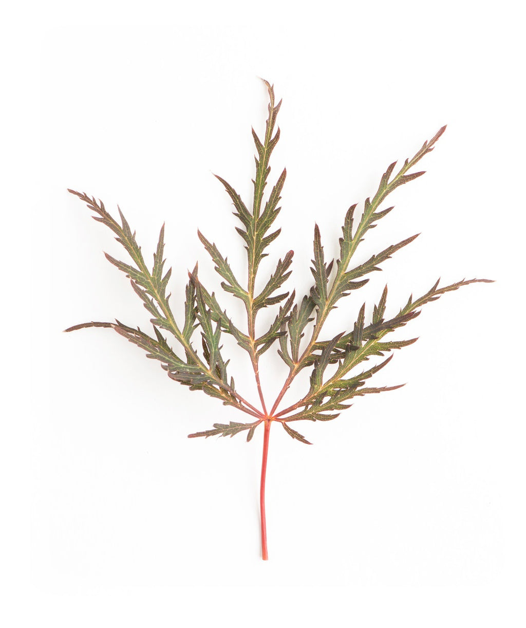 A closeup of the Tamukeyama Threadleaf Japanese Maple light green to light burgundy foliage with thin lobes