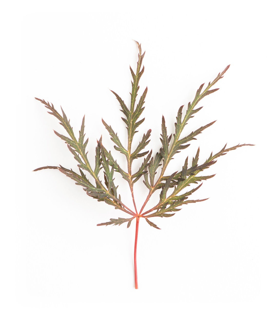 A closeup of the Tamukeyama Threadleaf Japanese Maple light green to light burgundy foliage with thin lobes