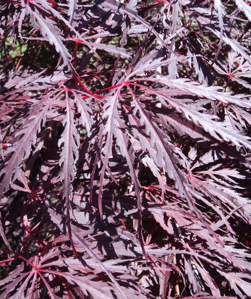 A closeup of the Tamukeyama Threadleaf Japanese Maple cluster of red thin lobed leaves