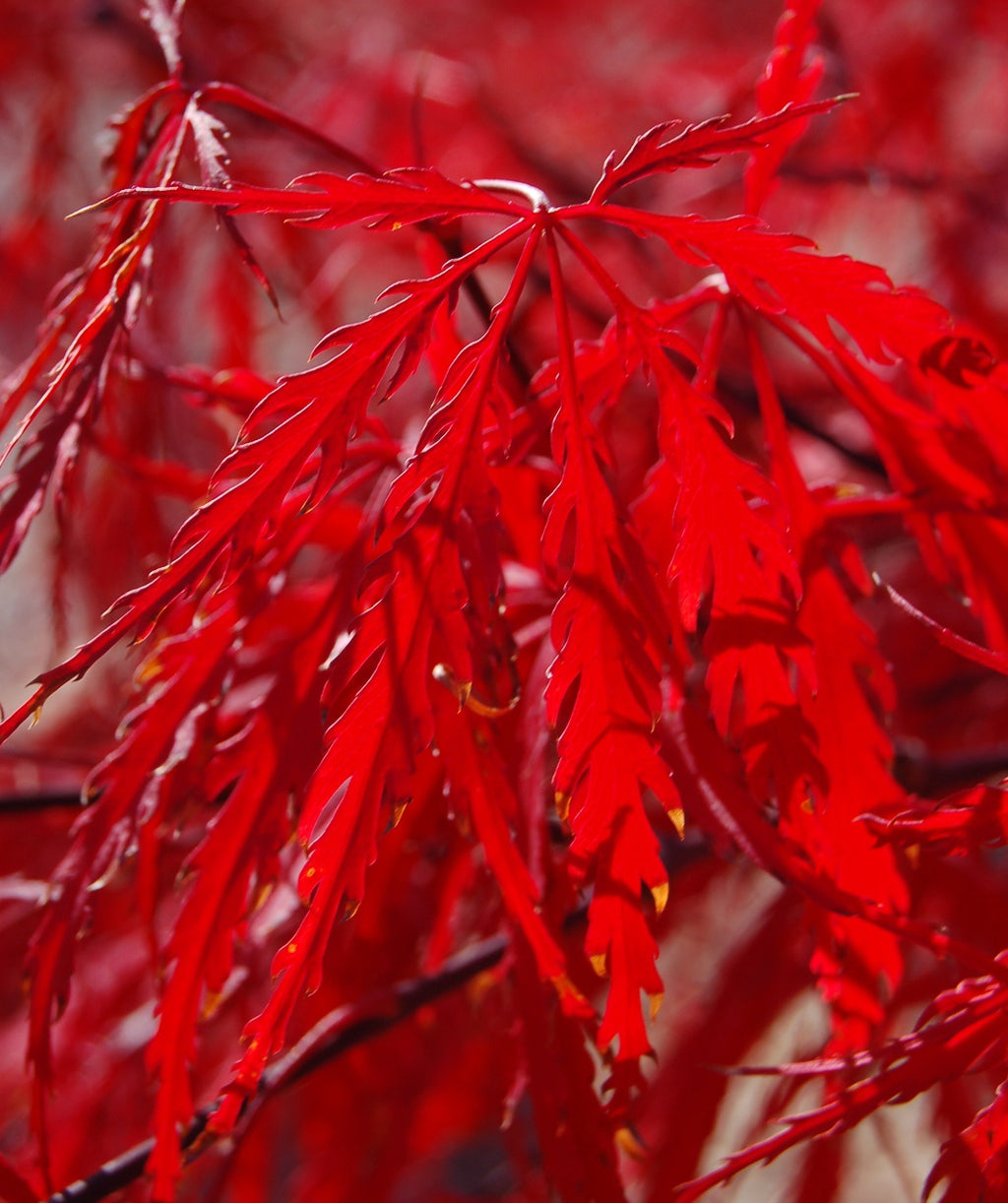 A closeup of the fiery red fall color of the Tamukeyama Threadleaf Japanese Maple thin lobed leaf