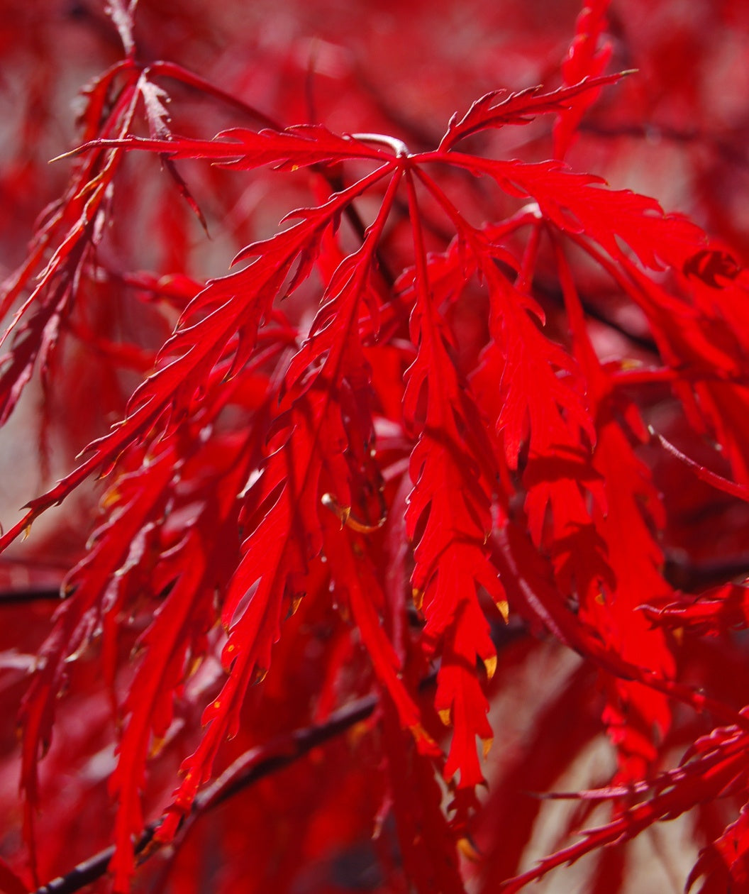 A closeup of the fiery red fall color of the Tamukeyama Threadleaf Japanese Maple thin lobed leaf