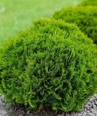Tater Tot Arborvitae planted in a landscape, small round growing evergreen shrub with soft green foliage
