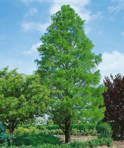 A large Shawnee Brave Bald Cypress planted in a landscape, covered in bright green foliage