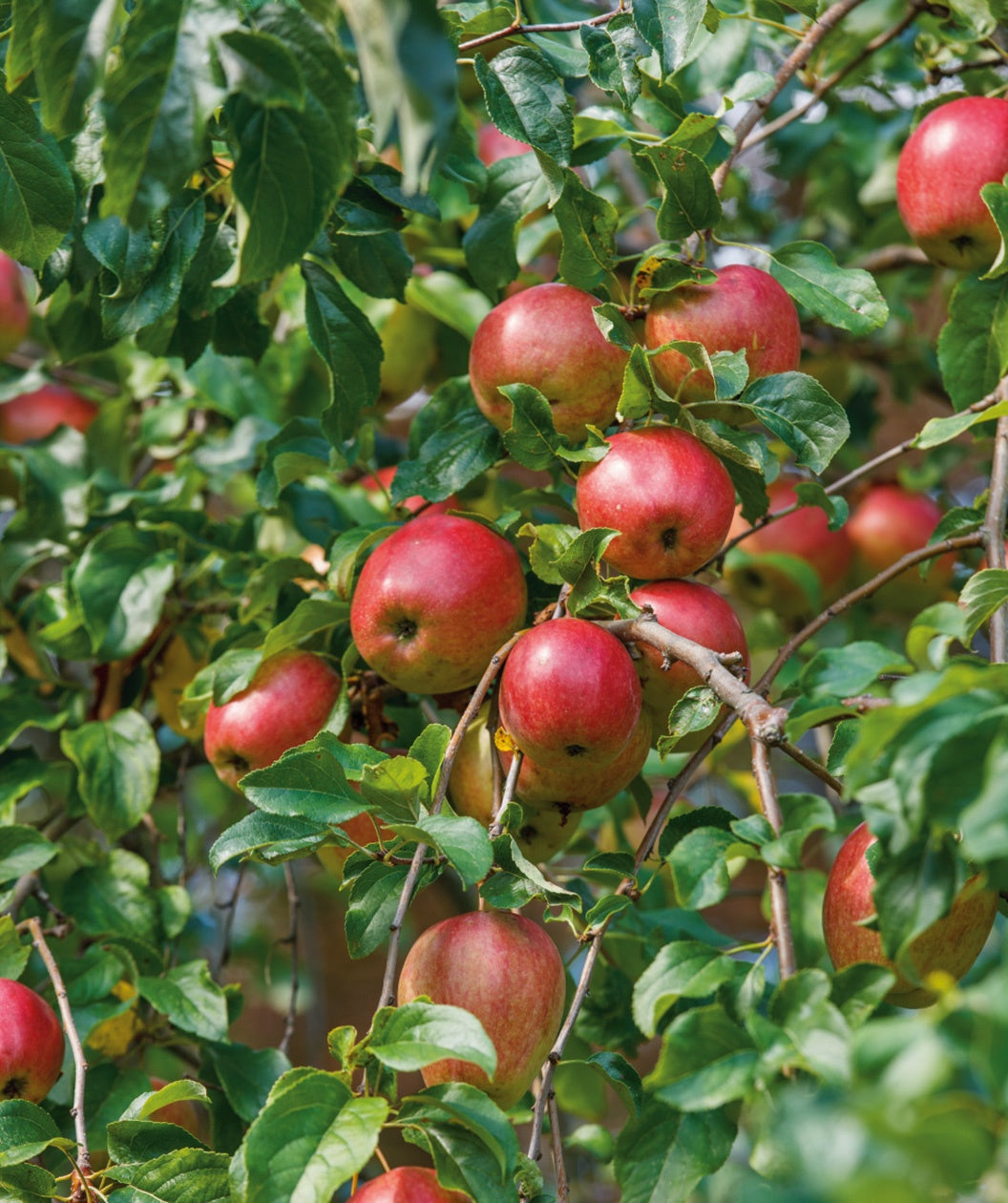 Teeple Red Royal Empire Apple red and yellow blushed apples hanging on a tree branch