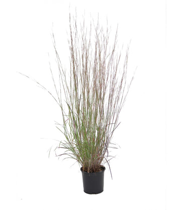 The Blues Little Bluestem product shot on white, tall green grass like foliage emerging from a nursery pot
