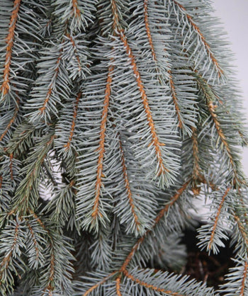 Close up of The Blues Weeping Blue Spruce foliage, long weeping branches with short blue-green evergreen foliage