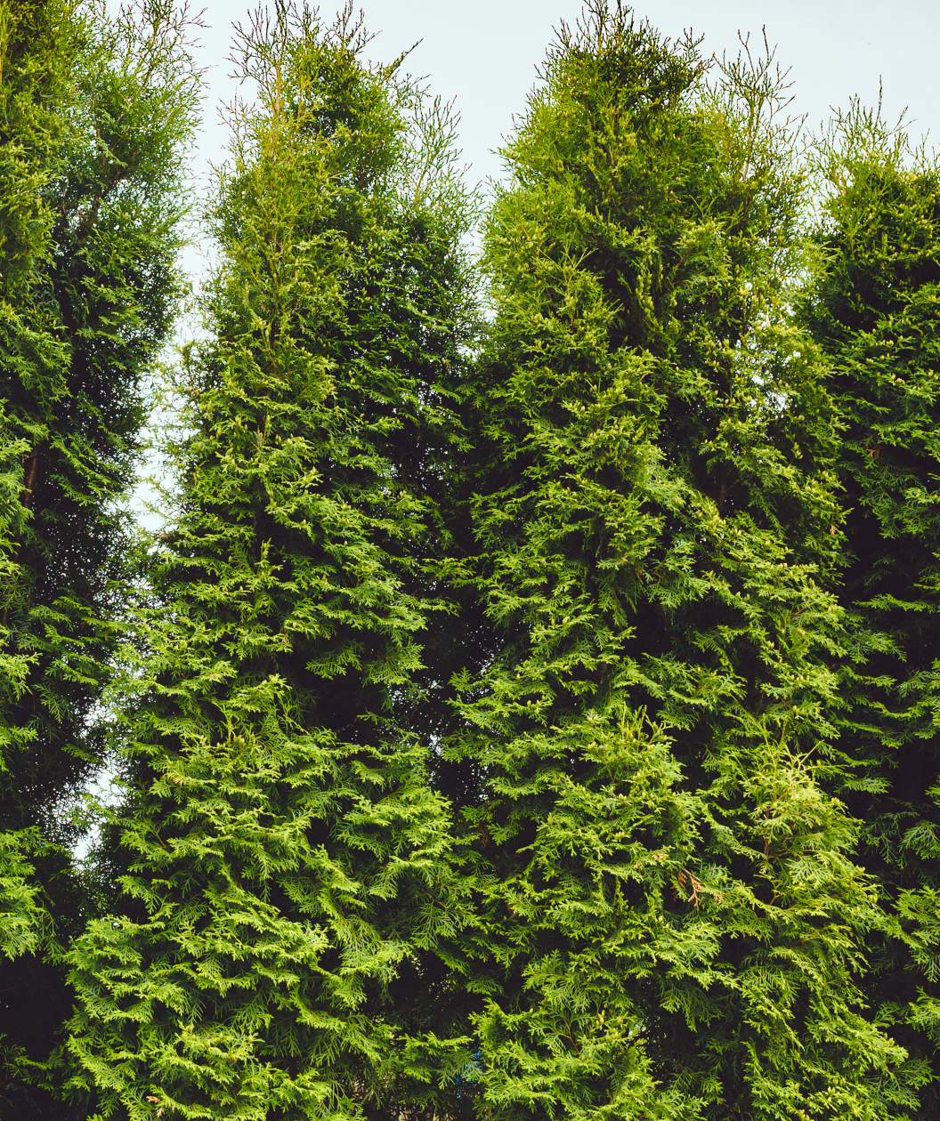 Wintergreen Arborvitae planted side by side as they begin to grow together, creating a solid screen of green, evergreen foliage