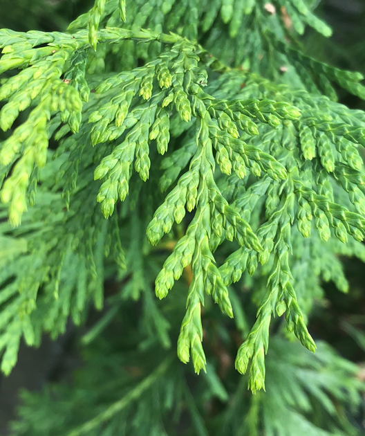 Wintergreen Arborvitae Hedge Bundle | Bower & Branch