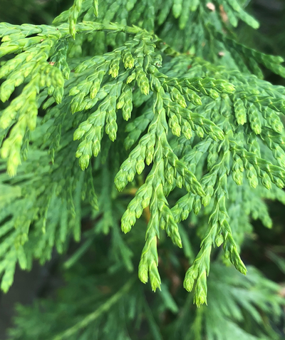 A close up image of the tight, bright green evergreen foliage of the Wintergreen Arborvitae as it begins to push out new growth