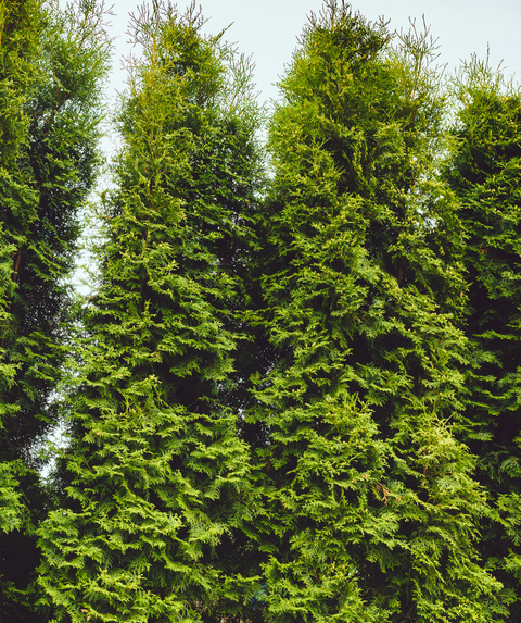 Wintergreen Arborvitae Hedge | 5-6 ft. tall | 12 Pack | Ships in