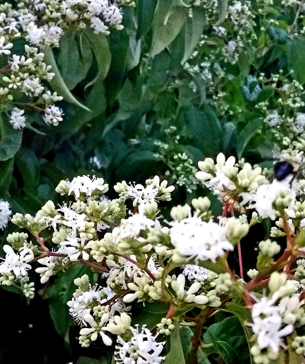 Close up of Tianshan Seven Son Flower flowers, various clusters of small white six to seven petal flowers