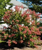 The Tianshan Seven Son Flower planted in a landscape, covered in the greenish-yellow fall leaves and the fuchsia-pink blooms