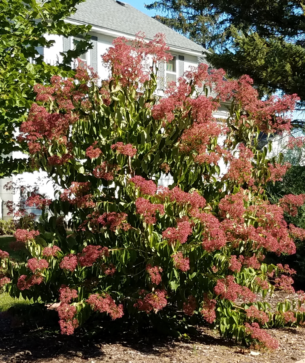 The Tianshan Seven Son Flower planted in a landscape, covered in the greenish-yellow fall leaves and the fuchsia-pink blooms