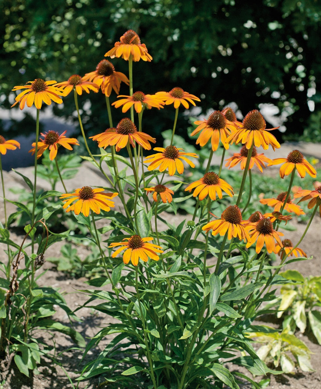 echinacea tiki torch seeds Tiki Torch Coneflower – Bower & Branch