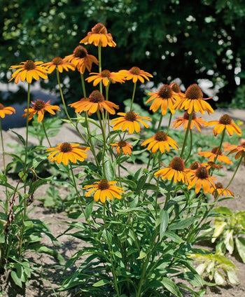Tiki Torch Coneflower yellow-orange flowers planted in a garden bed