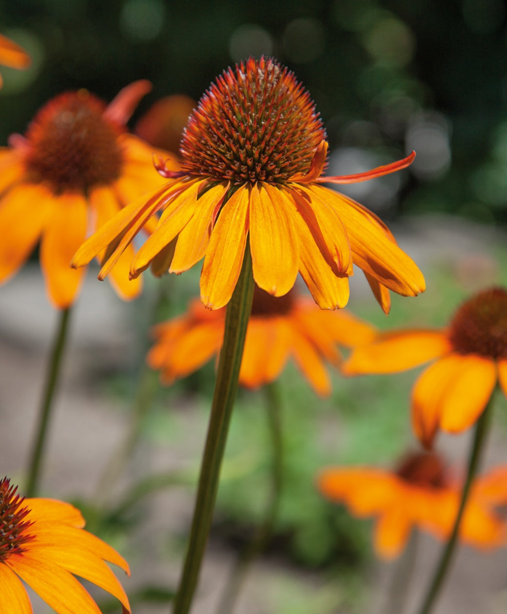 Tiki Torch Coneflower closeup of a yellow-orange coneflower with brown centers