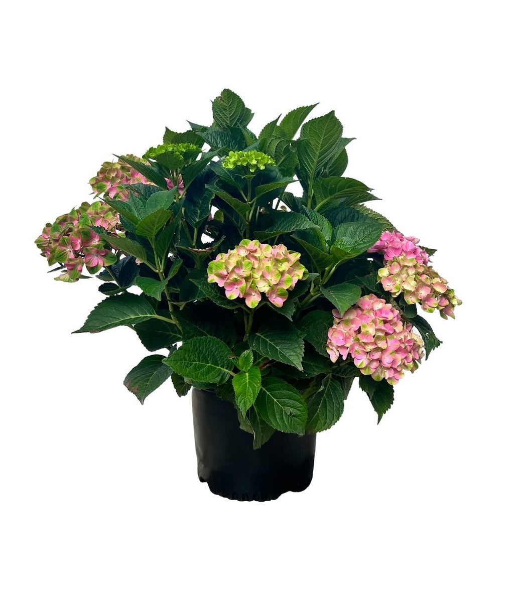 Tilt-A-Swirl Bigleaf Hydrangea on white, two-toned flower clusters with small pink and light green flowers with dark green serrated leaves