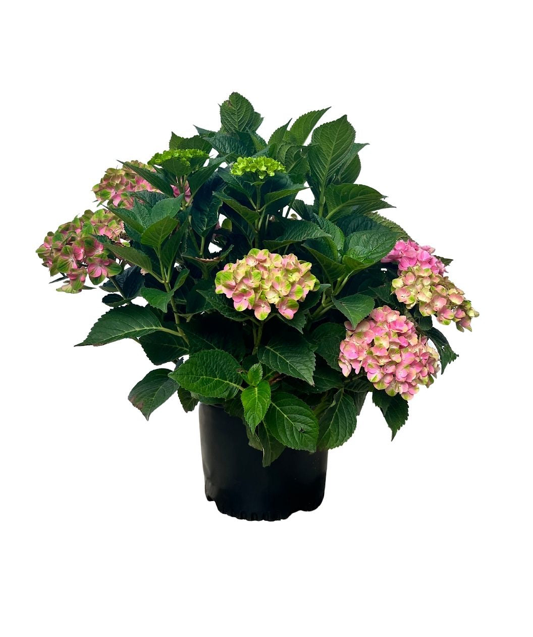 Tilt-A-Swirl Bigleaf Hydrangea on white, two-toned flower clusters with small pink and light green flowers with dark green serrated leaves
