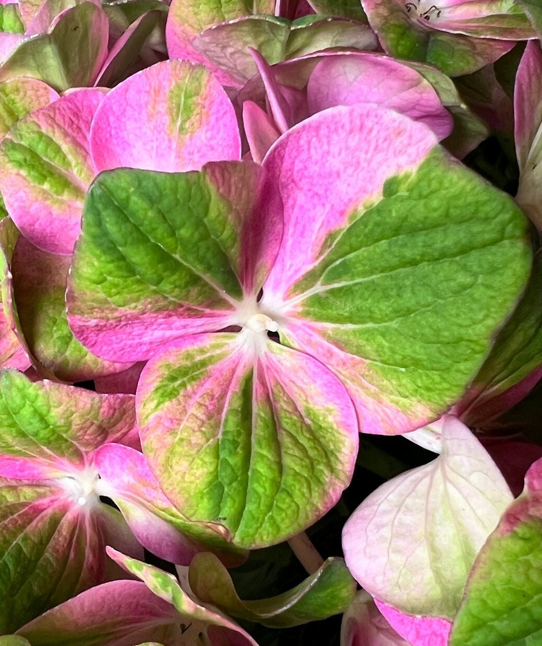 Tilt-A-Swirl Bigleaf Hydrangea flower close up, two-toned flower that is pink and light green in color
