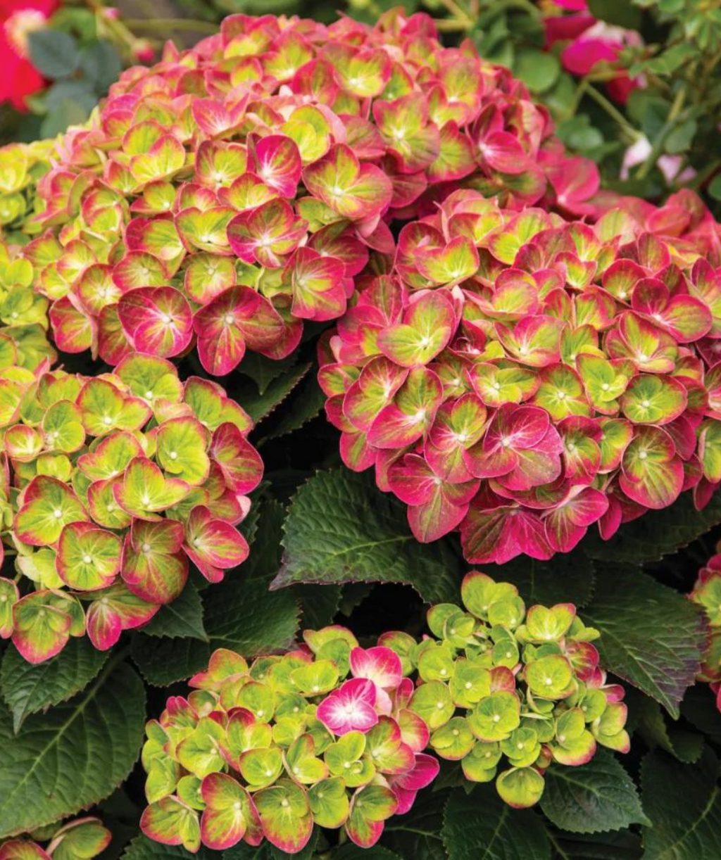 Close up of Tilt-A-Swirl Bigleaf Hydrangea flowers, large clusters of small flowers that are pink and green combined with dark green serrated leaves