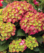 Close up of Tilt-A-Swirl Bigleaf Hydrangea flowers, large clusters of small flowers that are pink and green combined with dark green serrated leaves