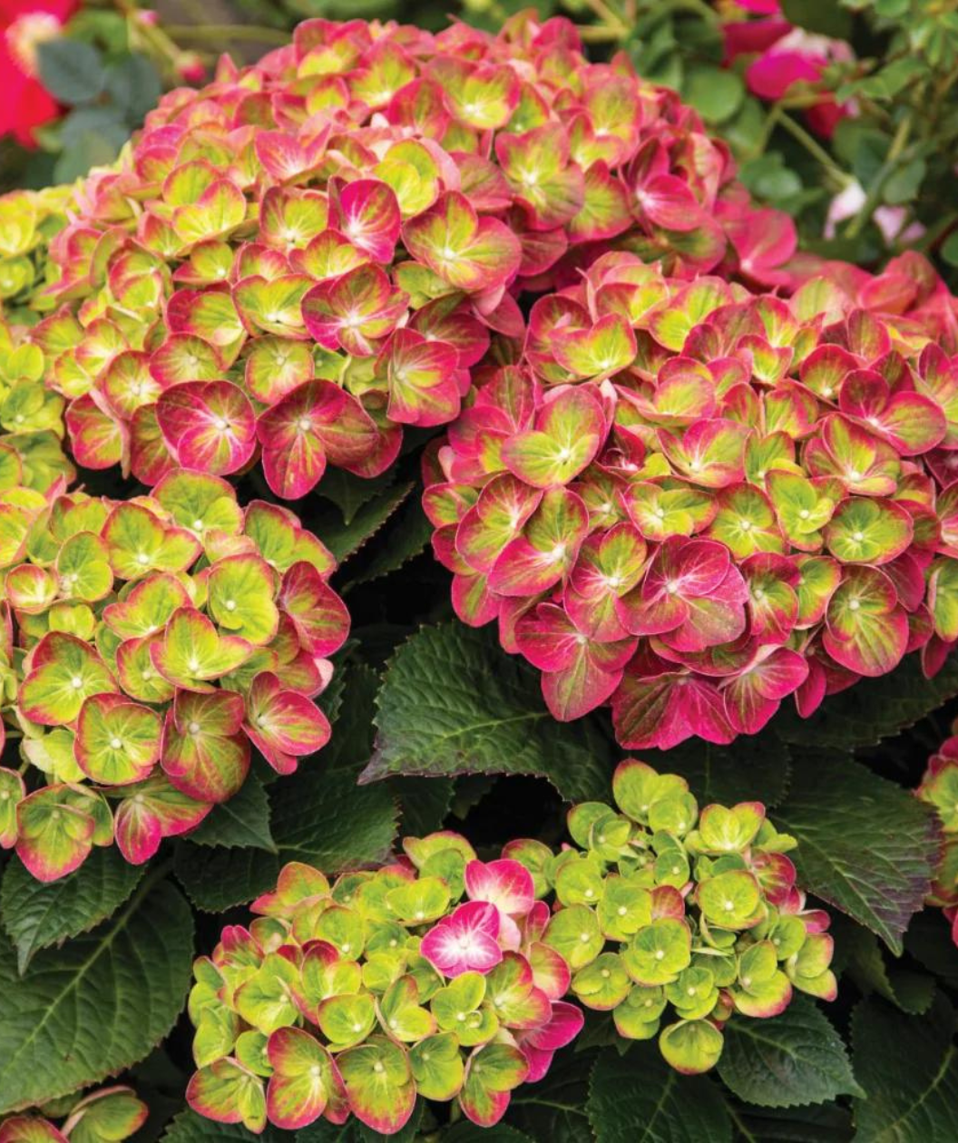 Close up of Tilt-A-Swirl Bigleaf Hydrangea flowers, large clusters of small flowers that are pink and green combined with dark green serrated leaves