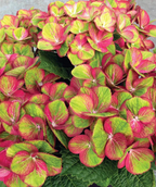 Close up of Tilt-A-Swirl Bigleaf Hydrangea flowers, large clusters of small flowers that are pink and green combined with dark green serrated leaves