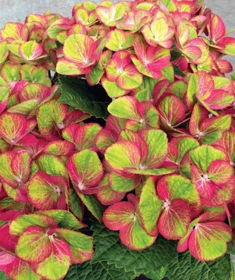 Tilt-A-Swirl® Bigleaf Hydrangea | Bower & Branch