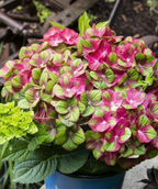 Close up of Tilt-A-Swirl Bigleaf Hydrangea flowers, large clusters of small flowers that are pink and green combined with dark green serrated leaves