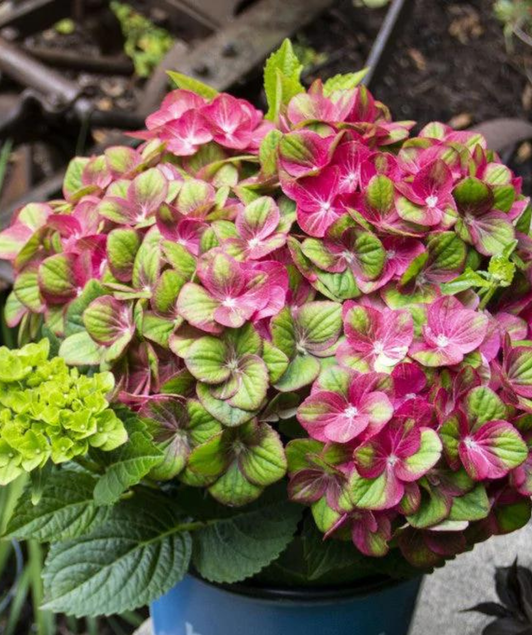 Close up of Tilt-A-Swirl Bigleaf Hydrangea flowers, large clusters of small flowers that are pink and green combined with dark green serrated leaves