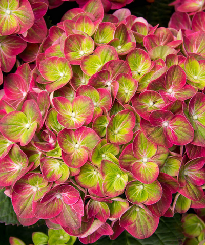 Close up of Tilt-A-Swirl Bigleaf Hydrangea flowers, large clusters of small flowers that are pink and green combined