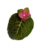 Tilt-A-Swirl Bigleaf Hydrangea leaf and flower on white, rounded serrated dark green leaf with a two-toned pink and light green flower